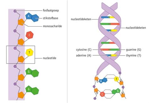 Biologie V Cp Flashcards Quizlet