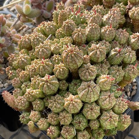 Euphorbia sp. | Succulents