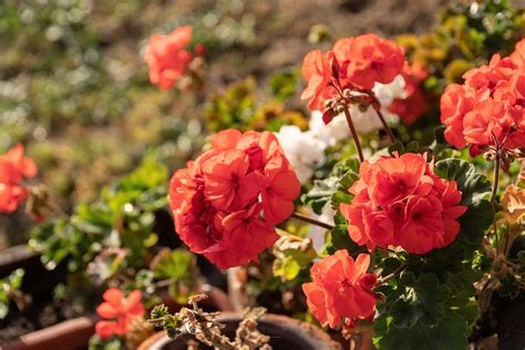 Geranien Berwintern Methoden F R Einen Erfolg Gartenflora