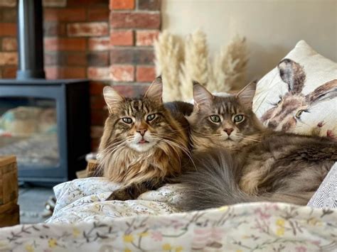 How To Tell If A Cat Is A Maine Coon Tabby Mix Maine Coon Central