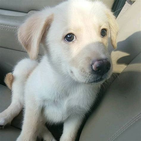 Goberian Golden Retriever And Siberian Husky Cross Hybrid Dogs