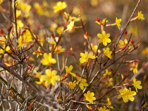 Winter Jasmine - Care, Growing, Watering, Flowering, Propagation ...