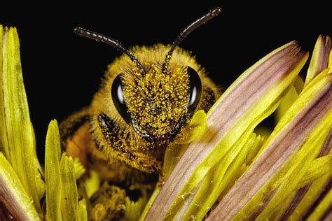 Medio Ambiente ¿por Qué Son Tan Importantes Las Abejas La Nacion