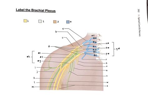 Brachial Plexus Diagram Quizlet