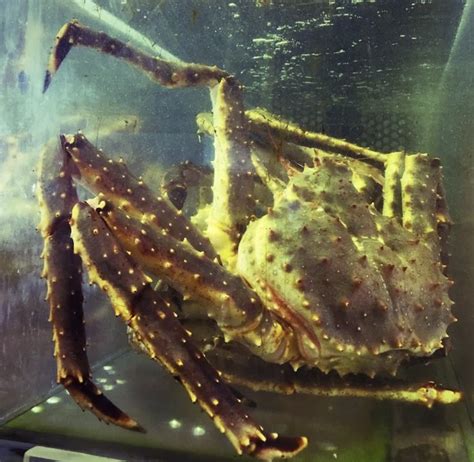 Abc Seafood Company Sells The Biggest Dungeness Crab In Oregon