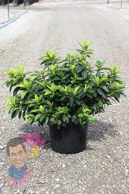 Azalea Alba Magnifica 10 Pot Hello Hello Plants And Garden Supplies