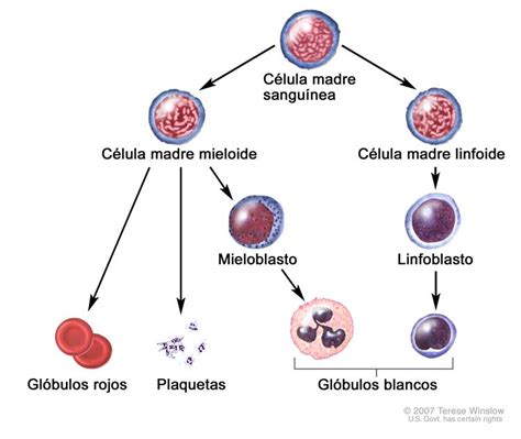 Evolución De Una Célula Sanguínea El Dibujo Muestra El Proceso Por El