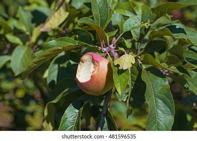 Bitten Red Apple Growing On Tree Stock Photo 481596535 Shutterstock