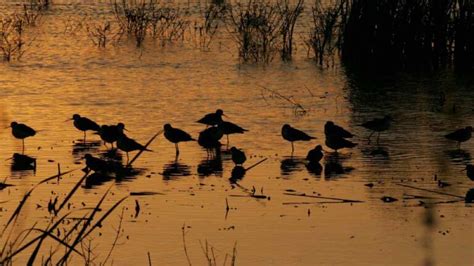 El Día Mundial de las Aves Migratorias se centra en la importancia del