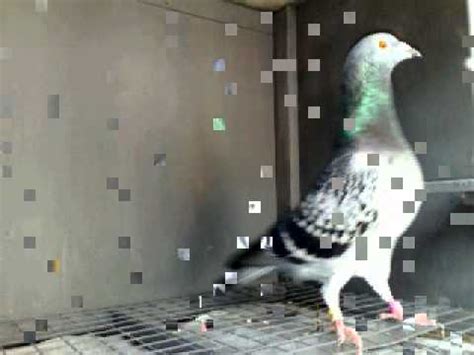 Philippine Racing Pigeon Kalapati Youtube