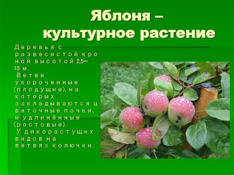 Комнатные растения - презентация онлайн