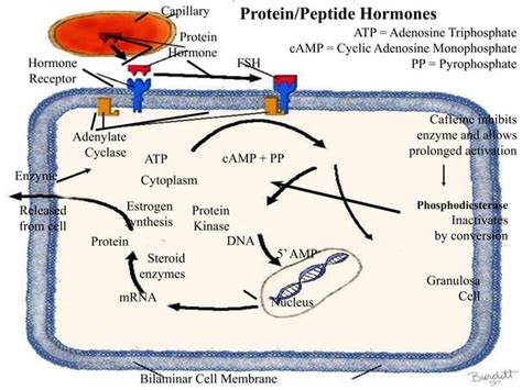 Endocrine Regulation Of Reproduction Ppt