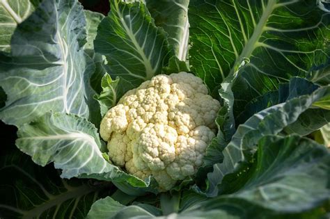 Growing Cauliflower A Guide For Australian Gardeners Ultimate Backyard