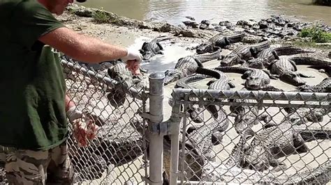 Everglades Alligator Farm Homestead Fl Youtube