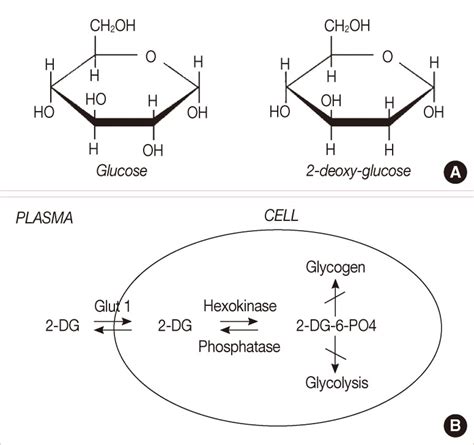 A Structural Comparison Of Glucose And 2 Deoxy D Glucose 2 DG 2 DG