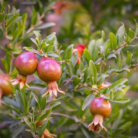 Punica Granatum Nana Dwarf Pomegranate Western Star Nurseries