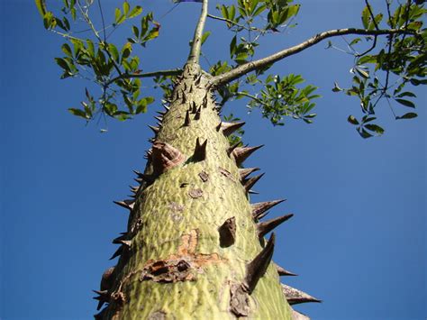 Paineira Rosa Silk Floss Tree Tronco E Espinhos Jovem Ceiba