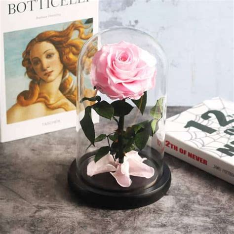 Rose Ternelle Sous Cloche De Verre Et Socle En Bois Massif Sublime