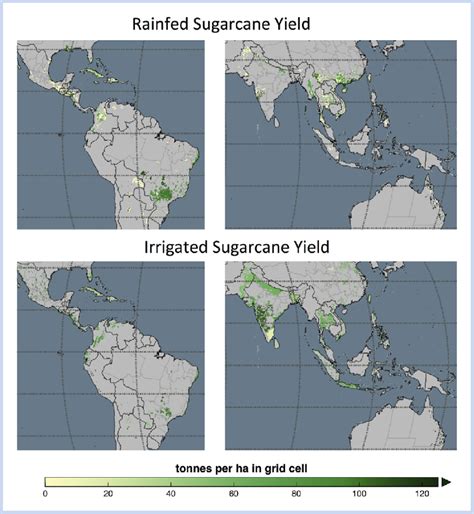 Global sugarcane yield. Sugarcane yield under rainfed and irrigated ... 