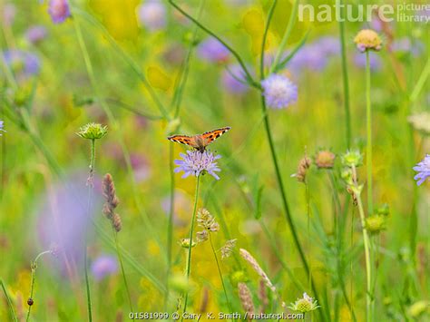 Stock Photo Of Tortoiseshell Butterfly Aglais Urticae Feeding From