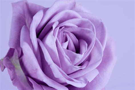 Varieties of Purple Roses