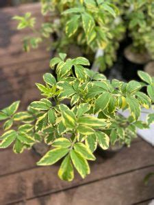 Sambucus Nigra Variegata Variegated Elderberry Neth Green