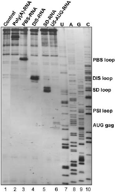 Pausing Of Reverse Transcription By Selected Oligonucleotides Binding