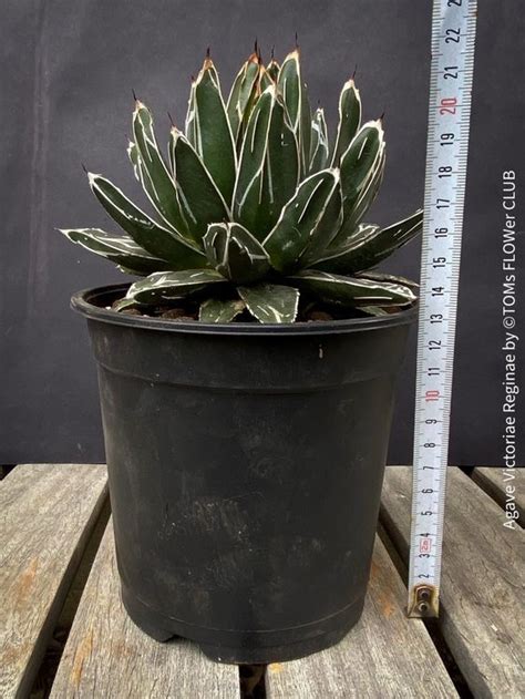 Agave Victoriae Reginae Kaufen Auf Ricardo