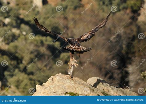 Golden Eagle Prey Is Carried In The Claws Stock Photo Image Of Fauna