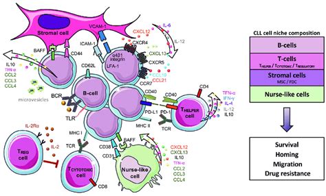 The Chronic Lymphocytic Leukemia Microenvironment Communication