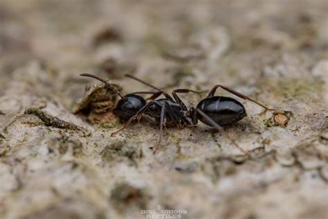 Camponotus Sp Inglourious Reptiles Flickr