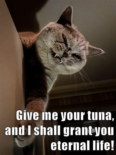 Cat Wants Tuna - I Can Has Cheezburger?