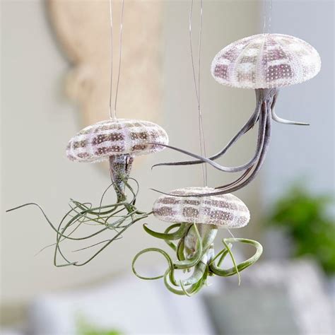 Buy Air Plant Hanging Jellyfish Tillandsia Hanging Jellyfish