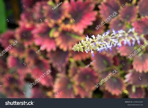 Coleus Forskohlii: Over 435 Royalty-Free Licensable Stock Photos ...