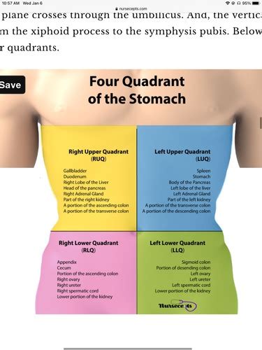 Anatomy Chapter 1 Four Quadrants Of The Abdominal Cavity And List What Organs Should Be Found In