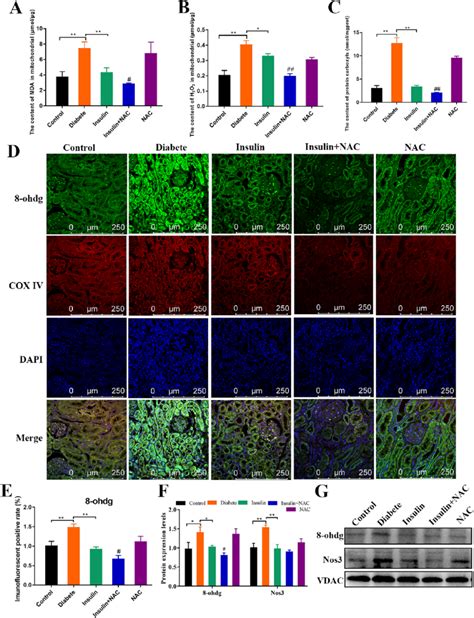 Nac Combined With Insulin Further Alleviated Mitochondrial Oxidative