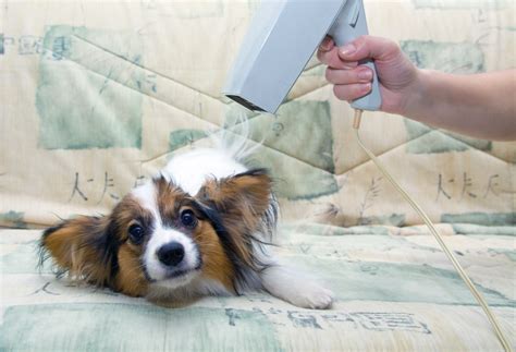 Shaved Papillon: What You Need To Know - Canine HQ