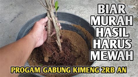 Program Gabung Batang Bahan Bonsai Kimeng Ukuran Kecil Harga Rb An