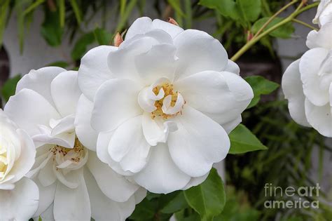 Camellia 2022 Photograph By Michael Ziegler Fine Art America