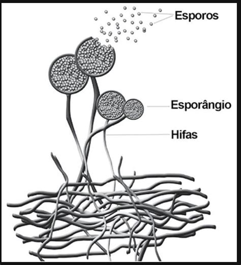 AJUDEM POR FAVOR Observe A Imagem Abaixo A Estrutura Representada