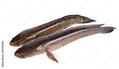 Snakehead Fish Isolated On White Background Stock Photo Adobe Stock