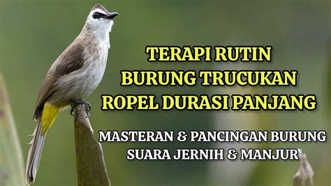 Paling Manjur Terapi Rutin Burung Trucukan Ropel Panjang Mencetak