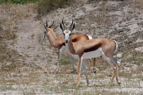 Antelopes with Antlers · Free Stock Photo