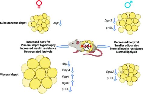 Adipocyte Specific Modulation Of Klf Expression In Mice Leads To Sex