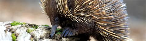 Phillip Island Wildlife Park - Opening Hours & Prices, Cowes