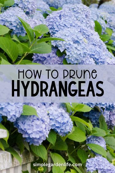 How To Prune Hydrangeas What To Do With Hydrangeas After They Bloom