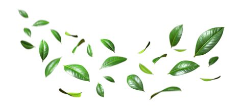 Tea Leaves Pngs For Free Download