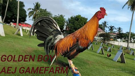 Golden Boy Aej Gamefarm Youtube