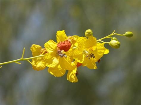 Palo Verde Tree Diseases | Hunker