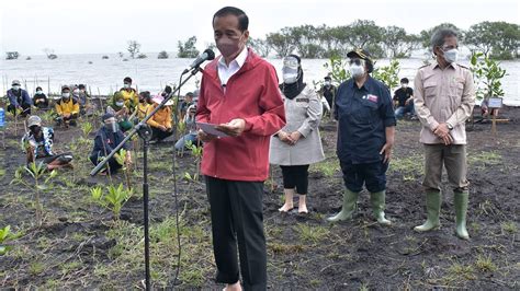 Jokowi Janji Rehabilitasi 600 Ribu Hektar Mangrove Dalam 3 Tahun